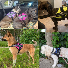 Personalized No-Pull Dog Harness